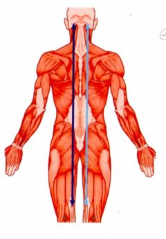posterior-long